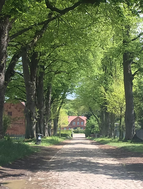 Ein von Bäumen gesäumter Weg führt an einem sonnigen Tag zu einem roten Haus unter leuchtend grünem Frühlingslaub.